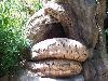 A Mysterious Tree In India