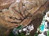 A Mysterious Tree In India