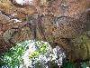 A Mysterious Tree In India