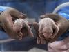 Adorable Twin Cubs Test Tube Pandas