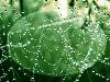 After Rain Effects in Spiders Web