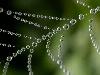 After Rain Effects in Spiders Web