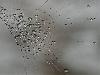 After Rain Effects in Spiders Web