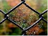 After Rain Effects in Spiders Web