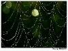 After Rain Effects in Spiders Web