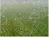 After Rain Effects in Spiders Web