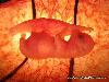 Animals in the Uterus
