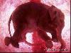 Animals in the Uterus