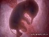 Animals in the Uterus