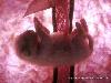 Animals in the Uterus