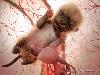 Animals in the Uterus
