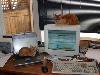 Beautiful Cats Working on Laptop Desktop