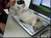 Beautiful Cats Working on Laptop Desktop