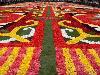 Floral Carpets at Brussels
