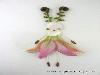 Flower Arts