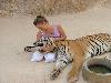 Friendly Tiger - Cute Friendship