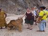Friendly Tiger - Cute Friendship