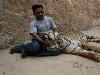 Friendly Tiger - Cute Friendship