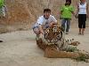 Friendly Tiger - Cute Friendship