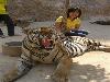 Friendly Tiger - Cute Friendship