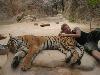 Friendly Tiger - Cute Friendship