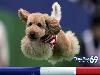 Funny Dogs - Funny Dogs Games, Funny Dogs Images & Wallpapers