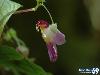 The Parrot Flower