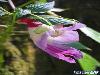 The Parrot Flower