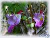 The Parrot Flower