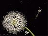 Human Flowers