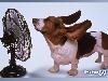 Adorable Animals in Action