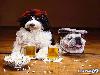 Adorable Animals in Action