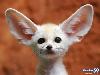 Adorable Animals in Action