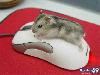 Adorable Animals in Action