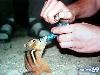 Adorable Animals in Action