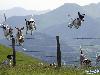 Adorable Animals in Action