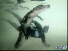 Amazing Swimming With Crocodiles Images