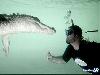 Amazing Swimming With Crocodiles Images