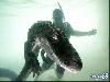 Amazing Swimming With Crocodiles Images