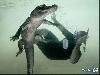 Amazing Swimming With Crocodiles Images