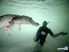 Amazing Swimming With Crocodiles Images