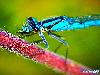 In Earth Fastest Animals 