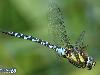 In Earth Fastest Animals 