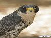 In Earth Fastest Animals 