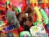Rat Temple Karni Mata Rajasthan India