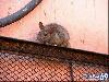 Rat Temple Karni Mata Rajasthan India