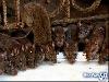 Rat Temple Karni Mata Rajasthan India