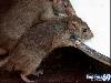 Rat Temple Karni Mata Rajasthan India