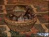 Rat Temple Karni Mata Rajasthan India