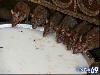 Rat Temple Karni Mata Rajasthan India